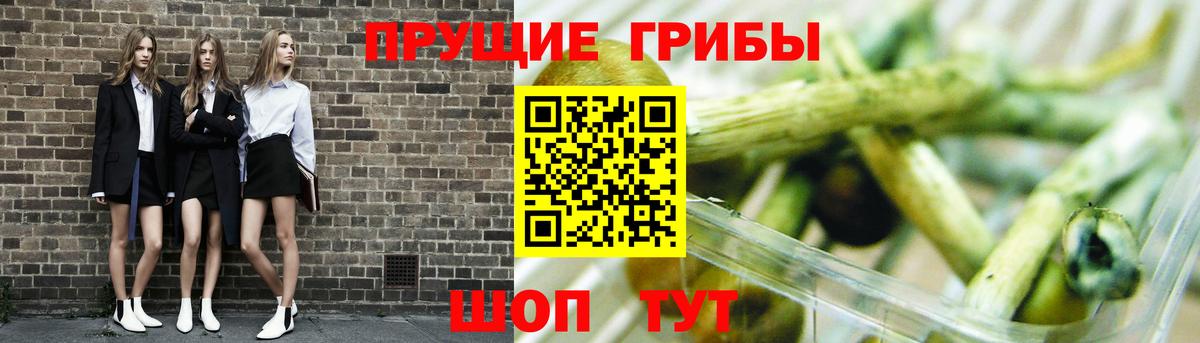 Галлюциногенные грибы Psilocybe  Вход с VPN  Ефремов 